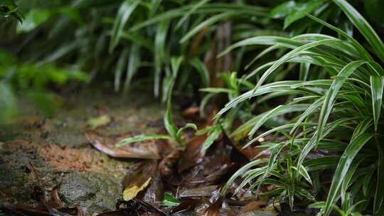 雨落在植物叶子上