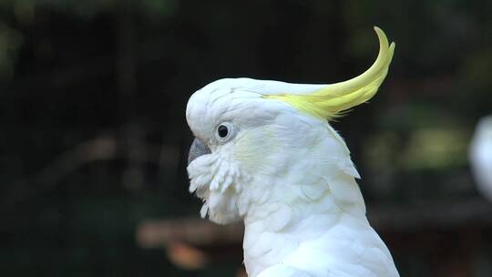 一只鹦鹉头部的特写镜头视频素材模板下载