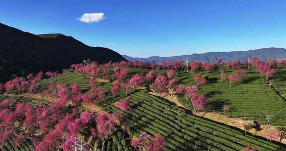 无量山樱花谷 春天最先到达的地方