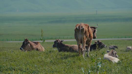 新疆草原天然牧场牛群