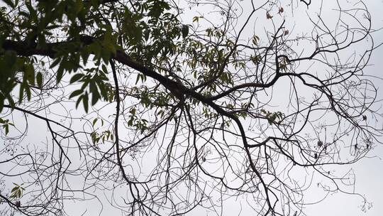 冬天阴天树枝落光树叶的树枝枯枝干枯的树木