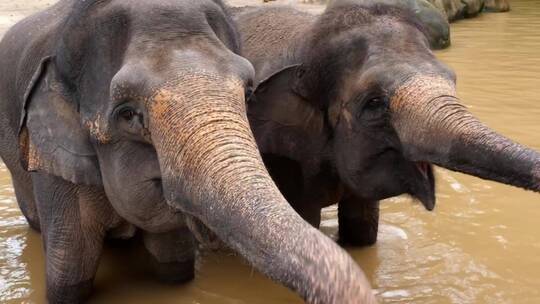 大象享受水