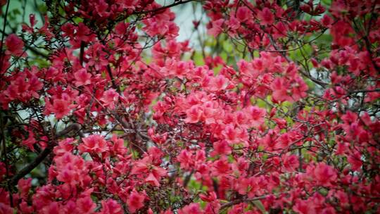 高山杜鹃花2