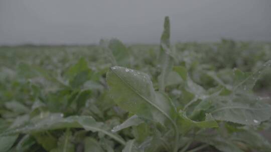 板蓝根种植一株板蓝根的特写镜头LOG