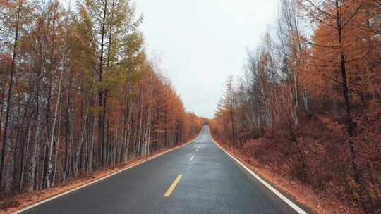 呼伦贝尔林场公路秋天汽车前进风景