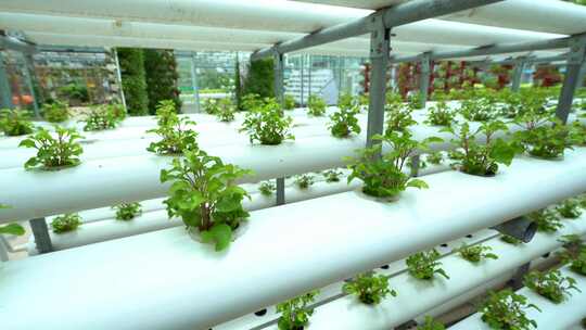 温室大棚内的蔬菜植物水培种植
