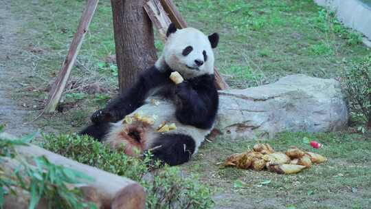 动物园可爱大熊猫吃竹笋视频合集
