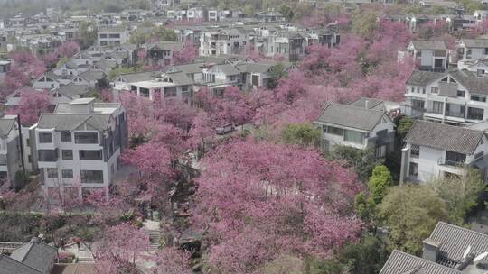 樱花云南武汉大理地产素材航拍D-log视频素材模板下载