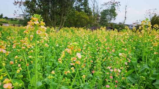 油菜花春天油菜花海油菜花田菜花花海