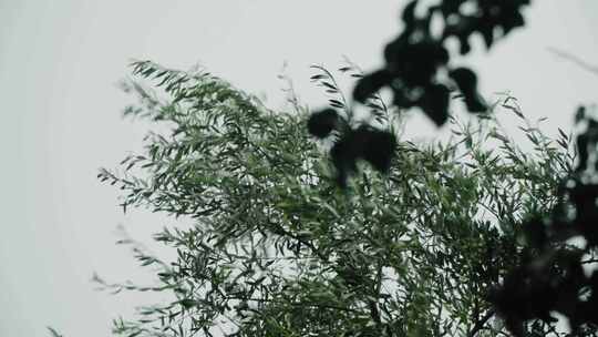 树，雨，风，湿