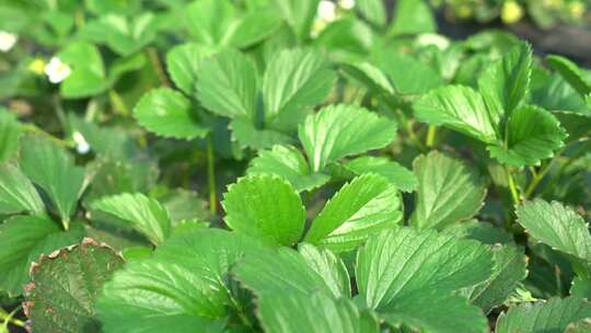 凤梨草莓 草莓 草莓叶 草莓幼苗 植物 水果