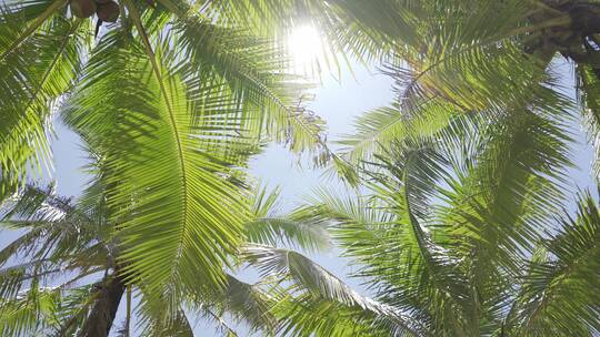 海边椰子树透出阳光热带海南椰林椰树