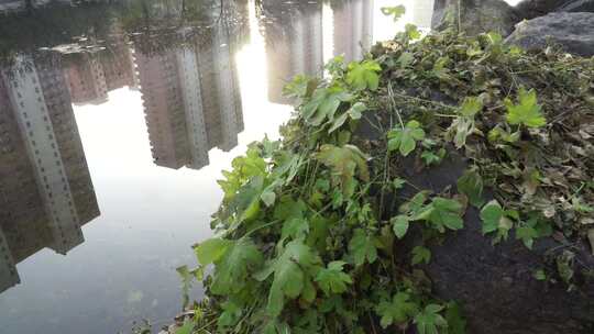 草地 户外 公园 阳光 背光 自然 树