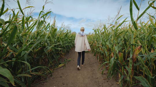 年轻女人走在玉米地里