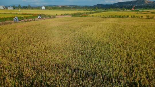 乡村振兴粮食安全丰收季节金色稻田视频素材模板下载
