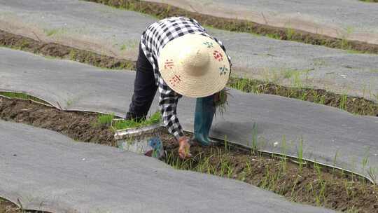 乡村农田农民绿色秧苗整理秧苗