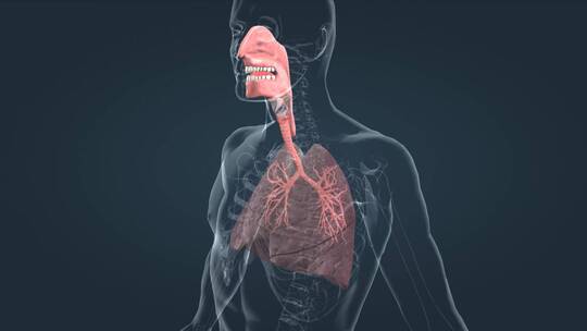 人体呼吸系统肺功能肺呼吸肺活量三维动画视频素材模板下载