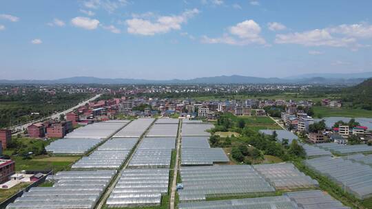 航拍农业大棚种植基地