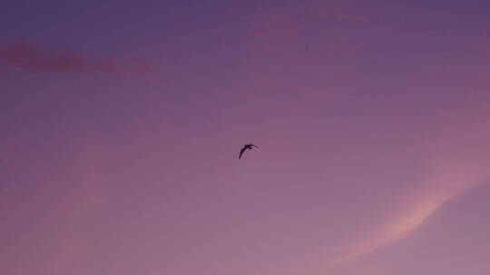摩洛哥卡萨布兰卡海边日落 鸟
