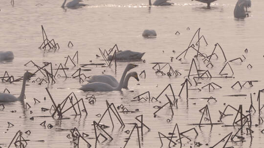 鄱阳湖湿地公园视频素材模板下载