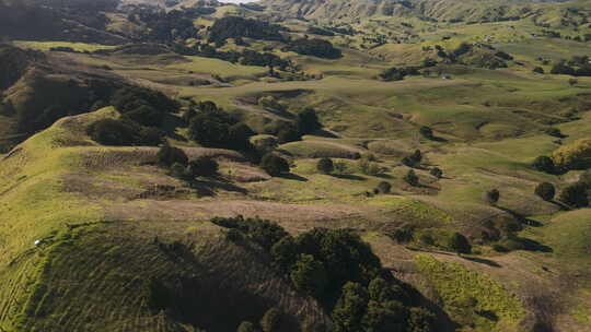 新西兰草原 新西兰牧场
