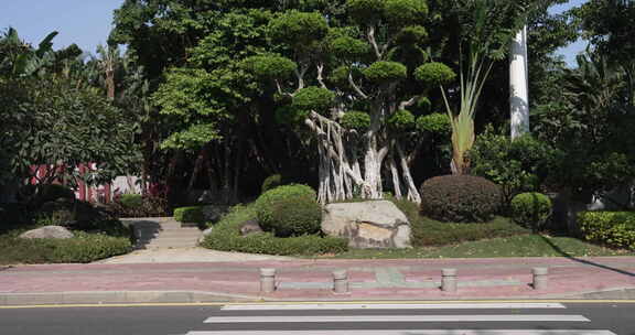 五缘湾城市绿化带街景