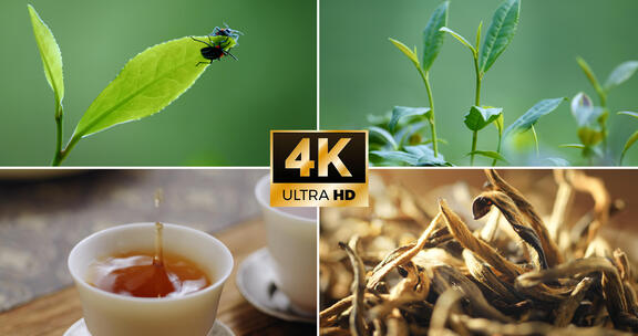 4k茶叶茶山茶园茶树红茶茶文化广告宣传片