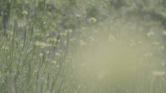 野花野草蒲公英LOG