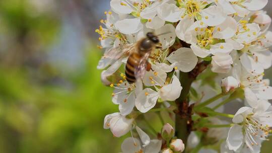 春暖花开蜜蜂采蜜特写