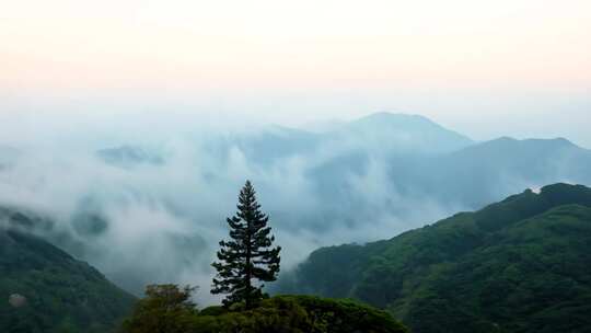 山间云雾缭绕处的孤松风景