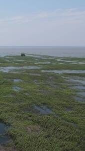 湖南岳阳洞庭湖芦苇荡竖屏