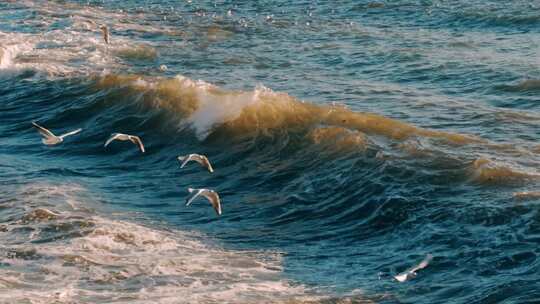 海鸥飞过海浪