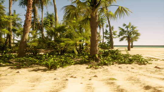 背景是棕榈树和海洋的沙滩