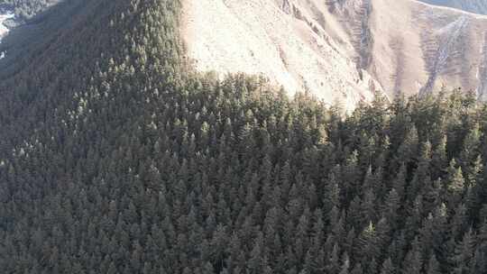 青海贵德阿什贡树木田地山峰航拍视频