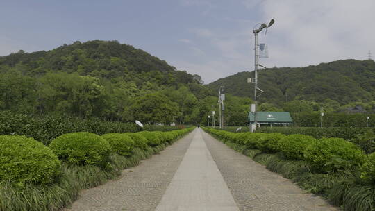 茶茶叶红茶艺采茶泡茶红茶山春茶道茶园农业