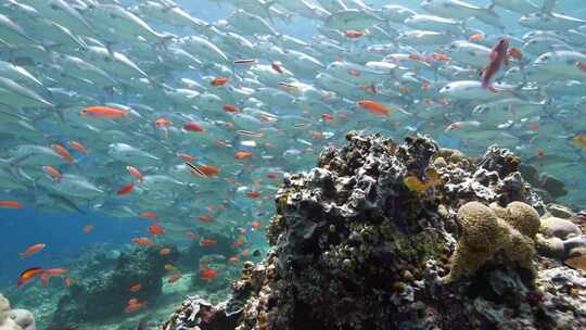 海底世界海底鱼群