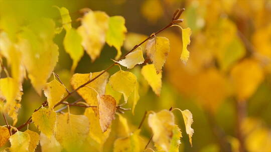 秋季景色  微风中摆动的金黄色桦树叶 4k