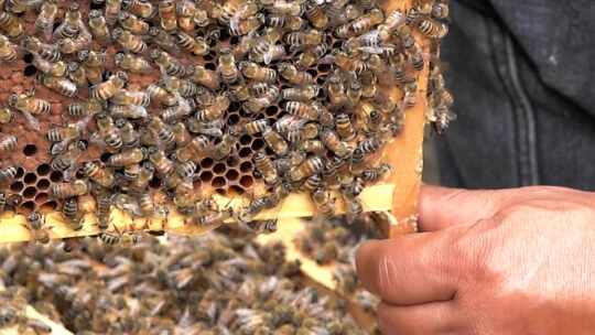 4K蜜蜂特写实拍视频视频素材模板下载