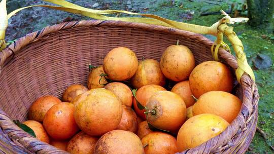 摘橙子 果树 农园 果农 农产品