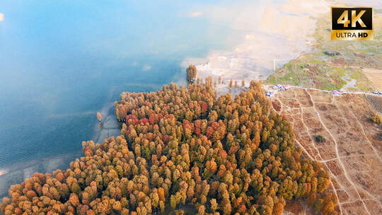 宁波余姚四明湖水杉秋天景色航拍4K