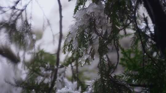 寒冷天气树叶结冰