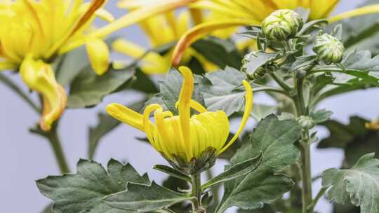 黄色菊花绽放花朵盛开延时摄影视频