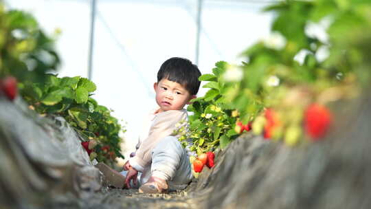 小孩在草莓地 幼儿在草莓地玩耍