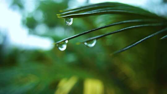 铁树上的晶莹水珠雨滴