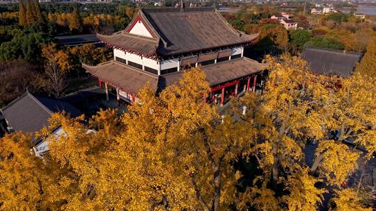 浙江嘉兴梅花洲石佛寺千年银杏航拍