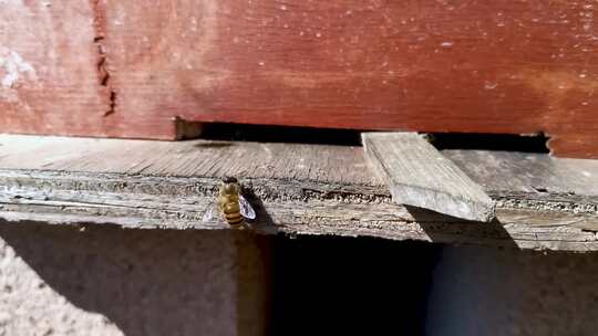 蜂箱 蜜蜂 养蜂人 蜂巢 蜂蜜 蜂场