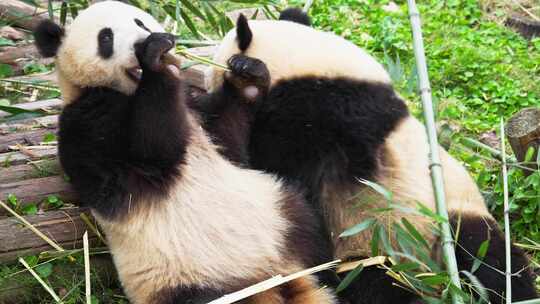 成都熊猫基地两只大熊猫坐在一起吃竹子