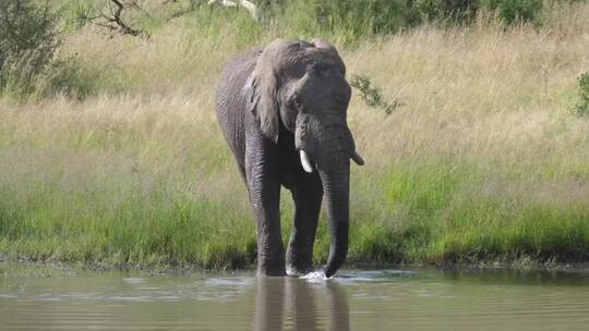 一头在湖里喝水的大象视频素材模板下载