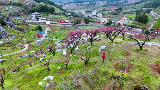 连平鹰嘴桃、鹰嘴桃花、连平桃花