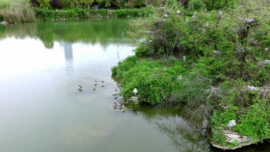 观山湖公园鸟岛